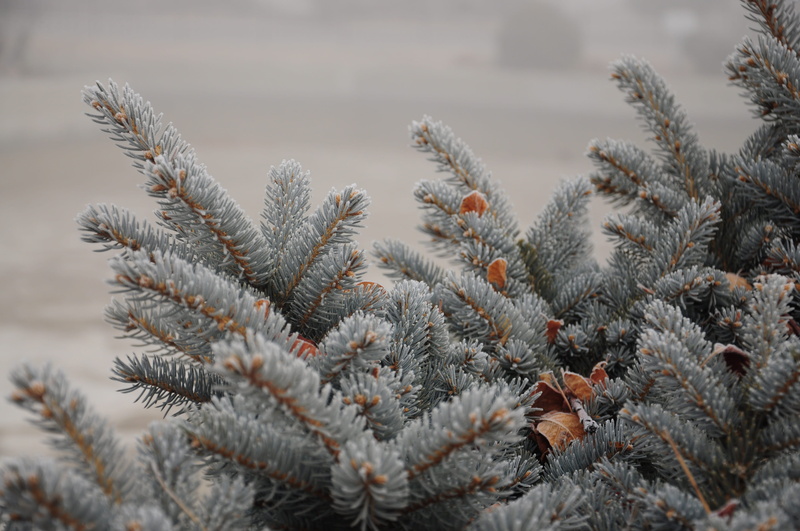 growth, branch, cloudy, snow, no people, close-up, focus on foreground, unforgettable, coniferous tree, cold temperature, selective focus, 4K, frost, needle - plant part
