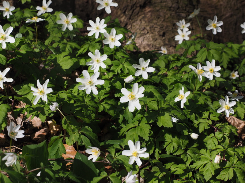 vulnerability, flower, white forest halili, eye flower, light, beautiful, geranium flower, lick, flower head, geistblueemli, white forest violas, april buttercup