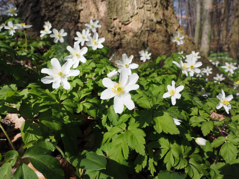 wild violets, and zitlosa, geiss floral, wang steibluoma, wild plant, bettsaichern, april flowers, light, cheesy flower, close-up, hazel flower, weissaeugel