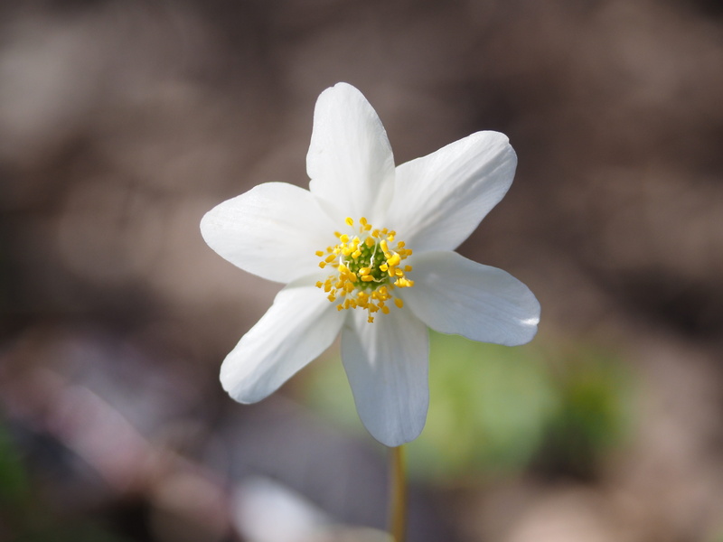 and zitlosa, beauty in nature, gaisgloeggli, osterblome, april flowers, geisseblueemli, schneegloeggli, anemone, forest flower, 4K, no people, wittoegschen