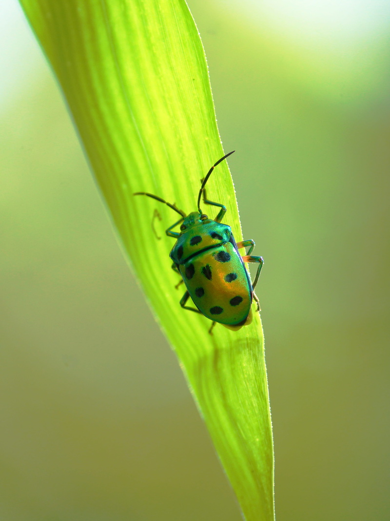 plant, animals in the wild, focus on foreground, entomology, wild, animal themes, spotted, green color, forest, environment, animal, green, animal wildlife