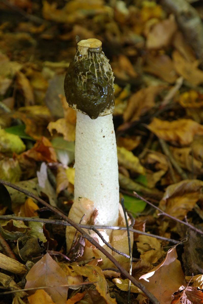 witchcraft, vegetable, impudicus, staenderpilz, leaf, stinkmorchel, carrion smell, no people, non toxic, unfit for human consumption, brown, stalk, forest
