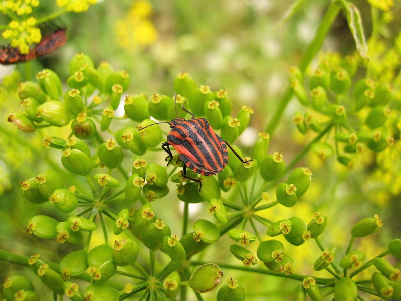 flower, growth, outdoors, one animal, plant part, bug, invertebrate, animal wing, striped, butterfly - insect, nature, animal, insect, animal wildlife
