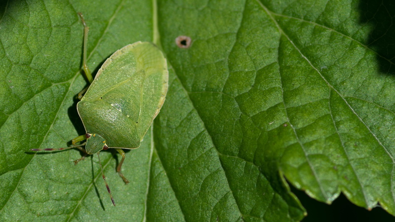 plant, nezara viridula, green color, plant part, day, insect, outdoors, 4K, garden, full frame, leaf, no people, close-up, hétéroptère, green stink bug
