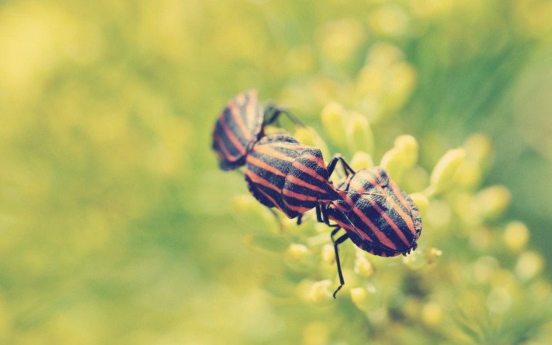 animal themes, beauty in nature, flower, pollination, animal wing, butterfly, butterfly - insect, insect, striped, nature, one animal, day, red, growth