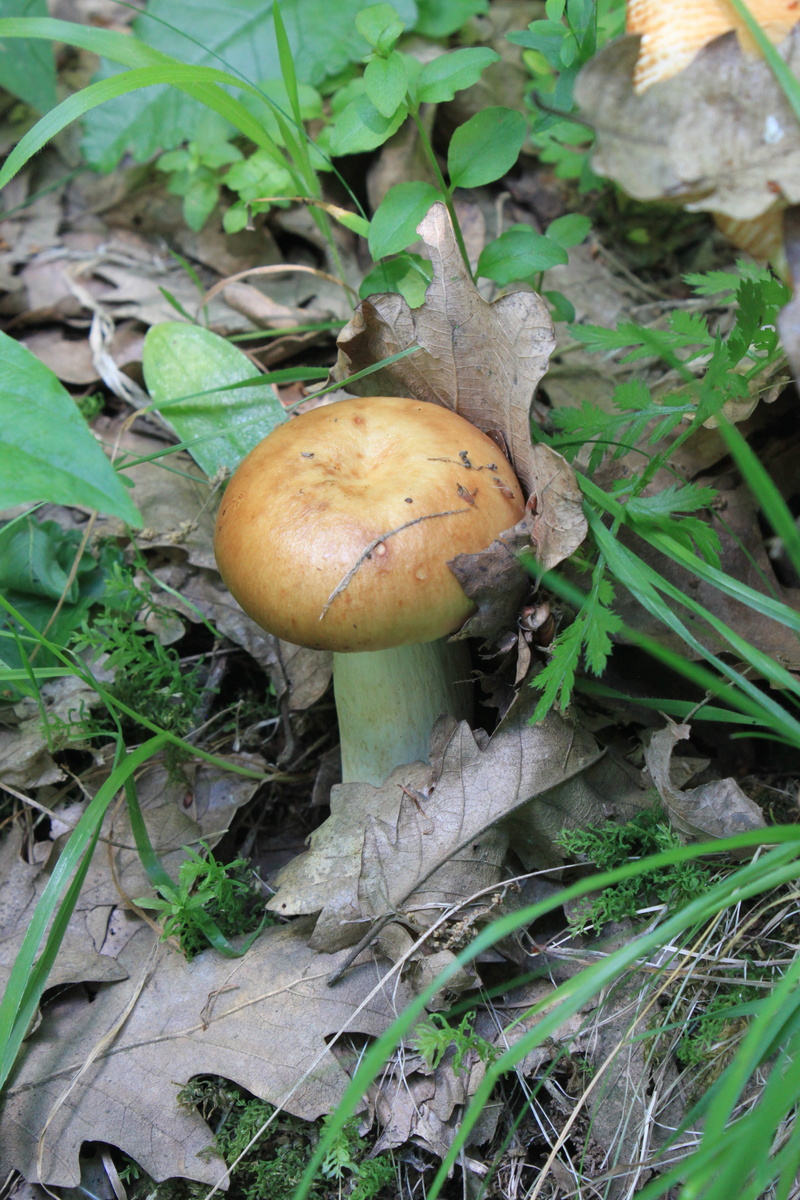 mushroom fungi, stinking, growth, day, green color, russula, field, mushroom, food, fungus, inedible, edible mushroom, wild, poisonous, nature, freshness