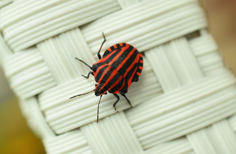 focus, striped, from above, animal body part, no people, insect, focus on foreground, red, outdoors, one animal, stink bug, animals in the wild, butterfly - insect
