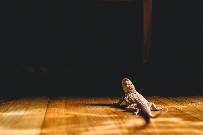 no people, orange, 4K, lizard, united states, hardwood floor, black background, one animal, reptile, toy, animal themes, bearded dragon, animal representation