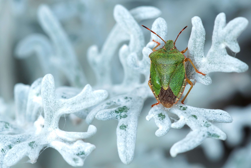 white color, animal, green shield bug, white, no people, 2K, nature, flora, insect, winter, focus on foreground, outdoors, one animal, close-up, stink bug
