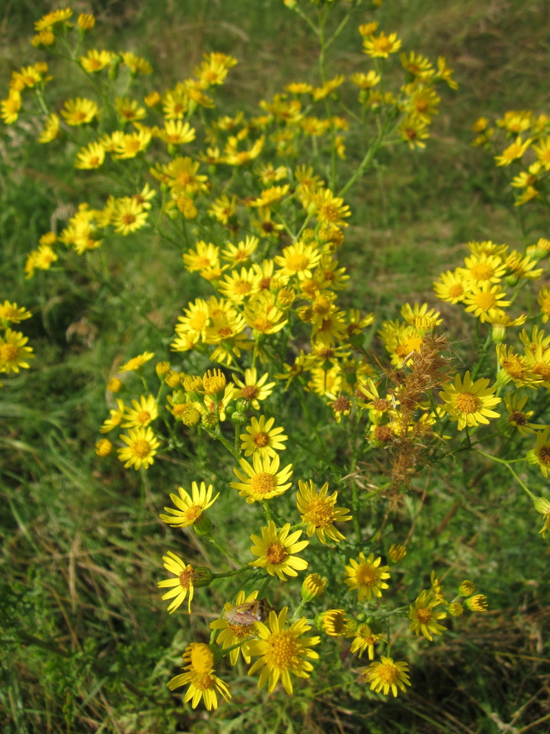 staggerwort, flowering plant, freshness, st james-wort, stammerwort, inflorescence, nature, common ragwort, day, benweed, 1080P, botany, high angle view