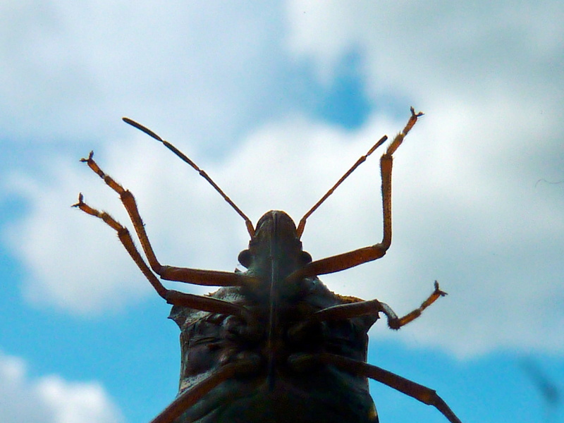 no people, field bugs, macro, plant, animals in the wild, outdoors, limb, close-up, stink bugs, 1080P, one animal, Chinch, low angle view, animal Antenna