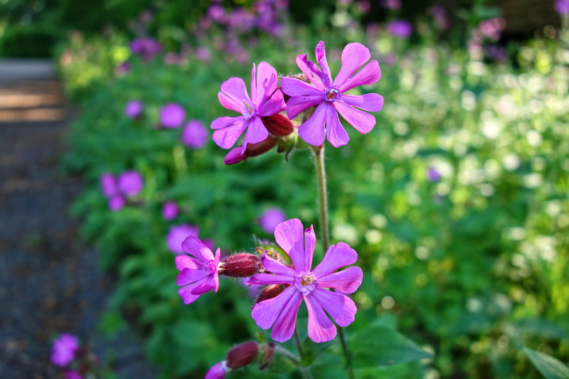 death come quickly, vulnerability, day, no people, herb-robert, beauty in nature, inflorescence, flowering plant, geranium robertianum, freshness, 5K