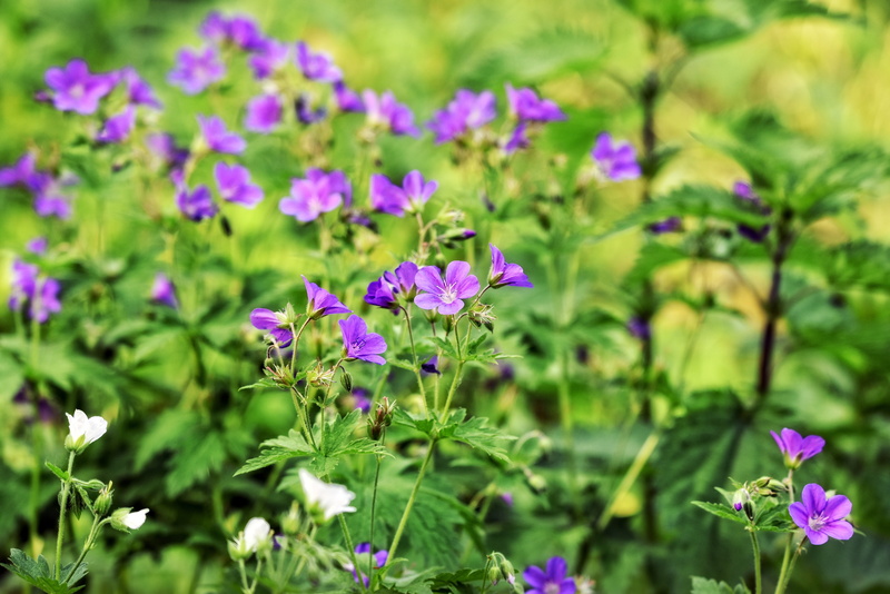green color, crows foot, flowerbed, toothache, mosquito repellent, beauty in nature, fragility, focus on foreground, vulnerability, fox geranium, flowering plant