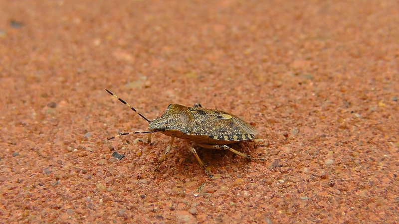 insect, animal, full length, day, 2K, no people, animals in the wild, poisonous, close-up, land, bug, environment, invertebrate, side view, nature, common stinkwanze