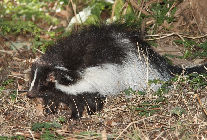 day, one animal, no people, wild, stink, animal wildlife, hooded skunk, sunlight, striped, side view, white, grass, black color, nature, close-up, 1080P