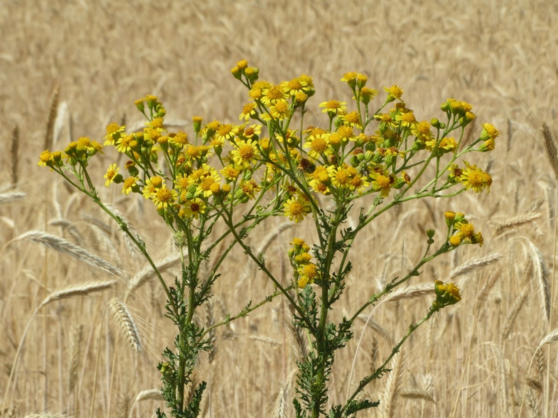 ragwort, st james-wort, ragweed, tansy ragwort, plant, freshness, mares fart, plant stem, flowering plant, common ragwort, field, stammerwort, staggerwort