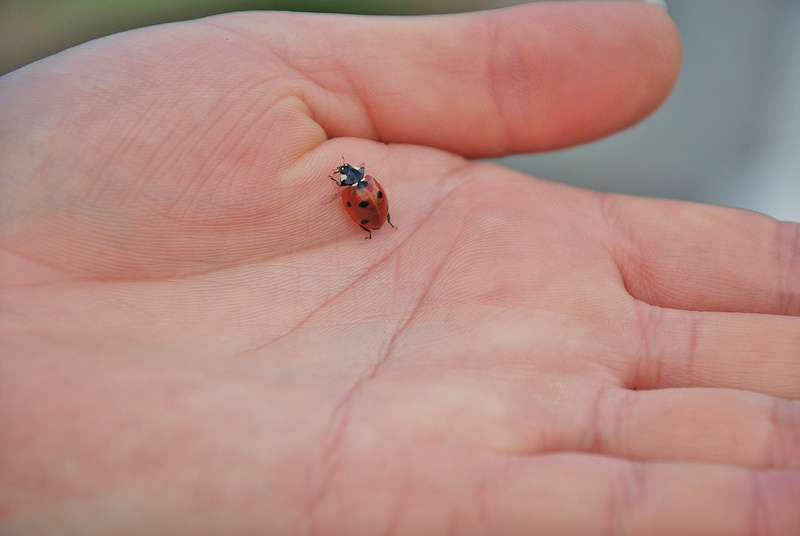 close-up, day, animals in the wild, one person, photo, hands, body part, focus on foreground, insects, one animal, personal perspective, small, human finger