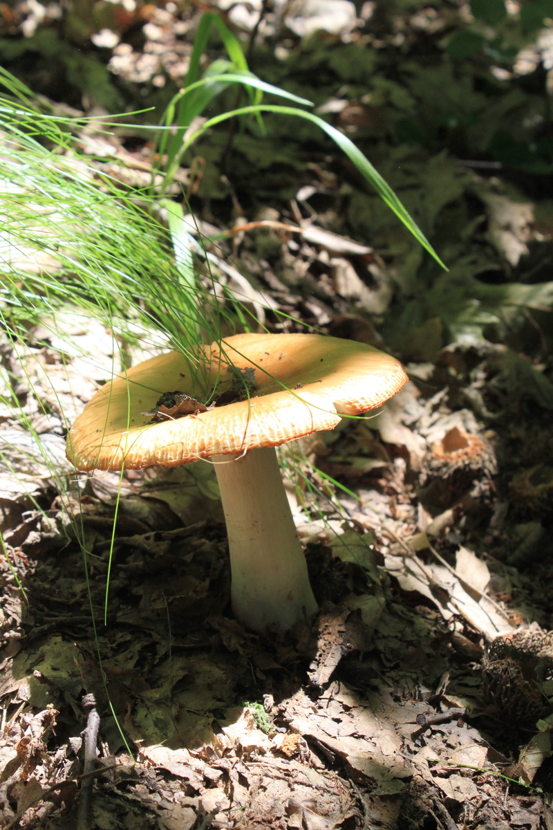 poisonous, surface level, food and drink, toadstool, fungus, focus on foreground, plant, edible mushroom, freshness, field, brittlegill, no people, outdoors