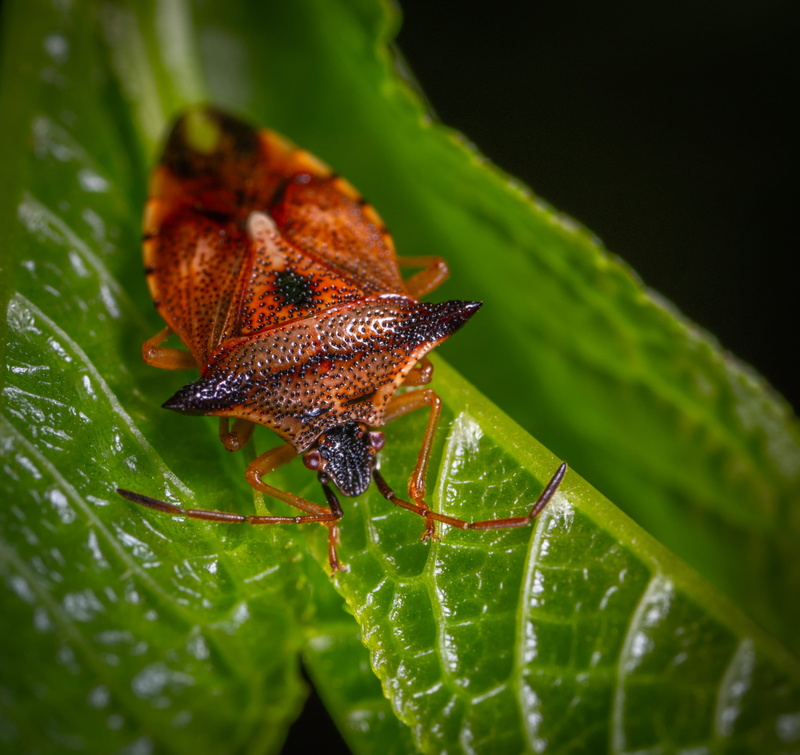 plant part, perched, animal wildlife, rain, macro, water, drop, day, stink, animal, beetle, plant, entomology, red, pest, selective focus, insect, summer