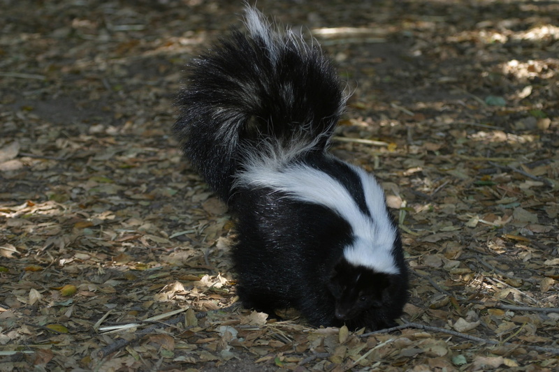 field, nature, vertebrate, dried, animal wildlife, animal, white, walking, wild, pets, stink, 1080P, cute, leaves, young animal, domestic, Skunk, Wildlife