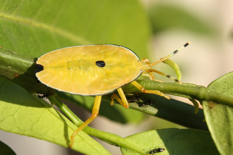 animal, leaves, invertebrate, nymph, animal themes, wildlife, plant, shield bug, bronze orange bug, outdoors, nature, focus on foreground, pest, beauty in nature