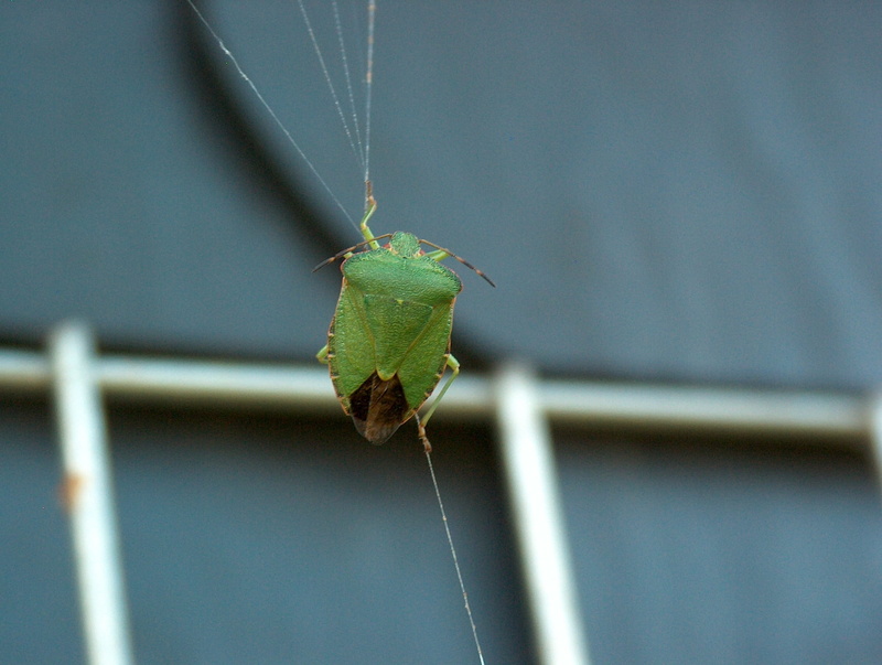 animal, 1080P, outdoors, bug, one animal, no people, palomena prasina, animal wildlife, leaf, invertebrate, beetle, animals in the wild, green color, focus on foreground