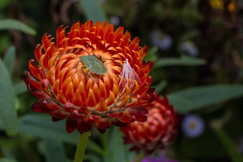 stink, petal, petaled, leaf, flower Head, bug, nature, plant, red, summer, black, flower, close-up, 2K, orange, daytime