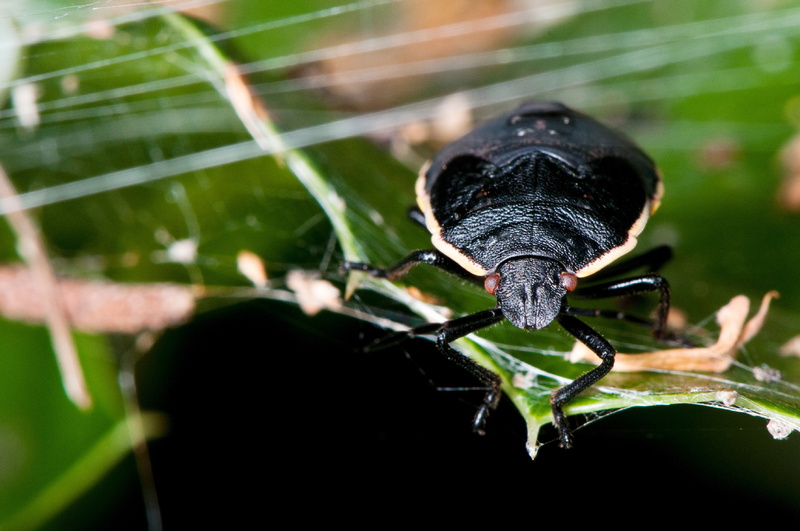Animal, Stink Bug, 8K