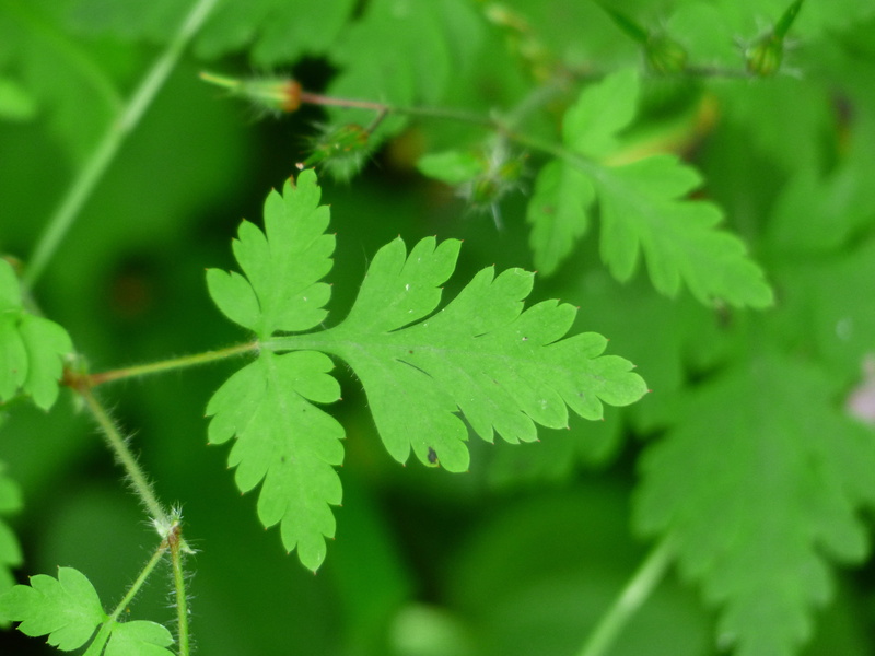 leaves, nature, tranquility, focus on foreground, selective focus, growth, geranium greenhouse, freshness, leaf, day, green color, close-up, ruprecht herb