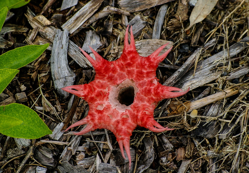 decay, fragility, leaf, food and drink, fungus, red, wet, queensland, beauty in nature, plant, outdoors, field, food, nature, australia, high angle view