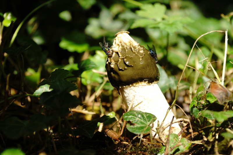 food, food and drink, common stinkmorchel, phallus, no people, plant part, focus on foreground, fungus, 5K, stink, morel, field, bluebottle, plant, stinkmorchel
