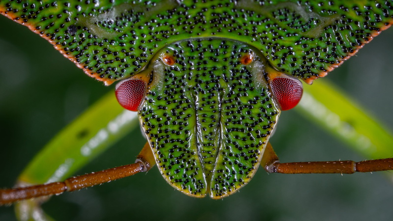 plant part, close-up, green, extreme close-up, close, no people, outdoors, depth of field, blur, animal body part, 2K, insect, photo, focus on foreground