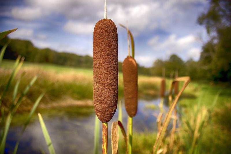 nature, shot, agriculture, close-up, land, stream valley, 2K, beauty in nature, focus, cloud - sky, veluwe, renkum, sky, day, shallow, lake, hanging, brown