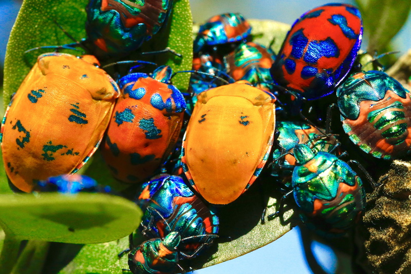 stink, macro, animal wildlife, focus on foreground, healthy eating, swarm, insect, nature, still life, food and drink, multi colored, colourful, green