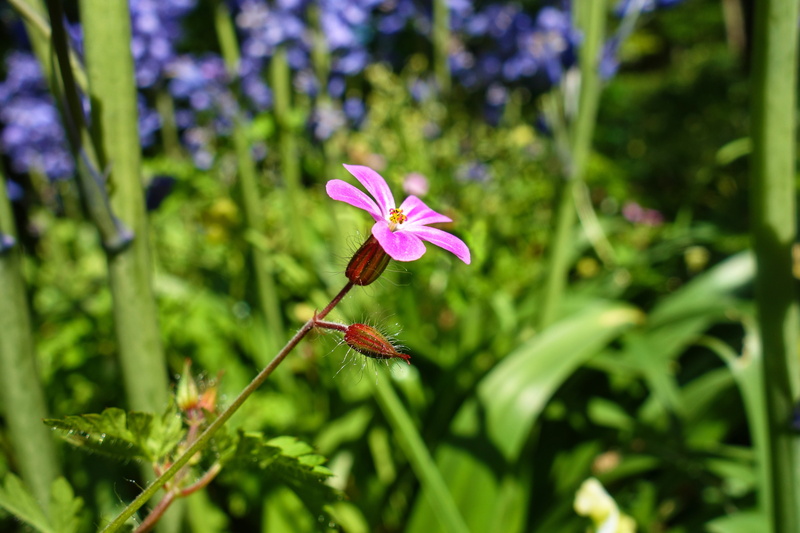 geranium robertianum, vulnerability, death come quickly, stinking bob, toothache, purple, mosquito repellent, animal themes, pollination, leaf, nature