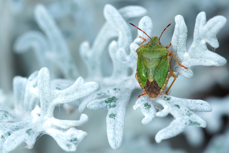 animal themes, composites, photography, green, tree plant, plant, senecio bicolor, mediterranean species, common stinkwanze, close, nature, groundsel, green stinkwanze