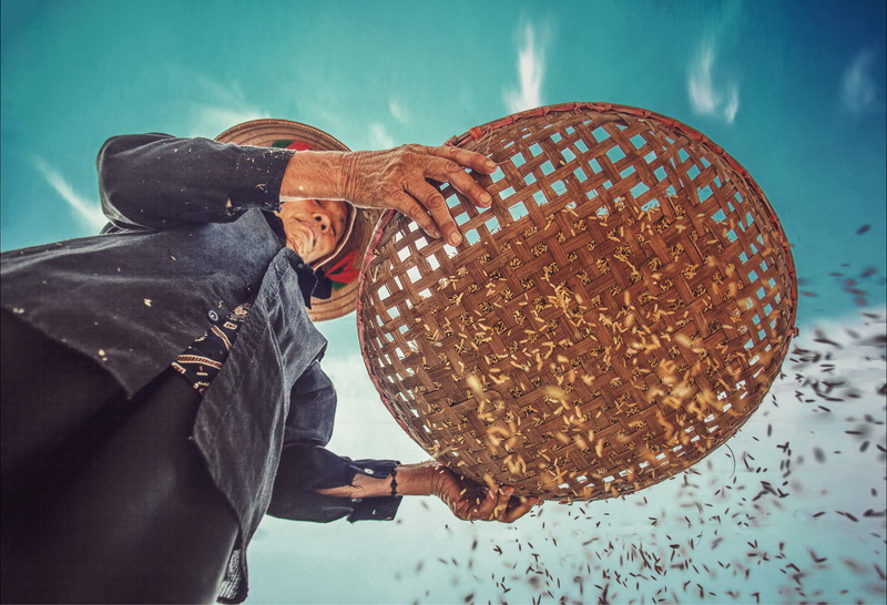 focus on foreground, leisure activity, men, lifestyles, elderly, day, hat, farming, casual clothing, reaping, wicker, sawing, grain, from below, holding