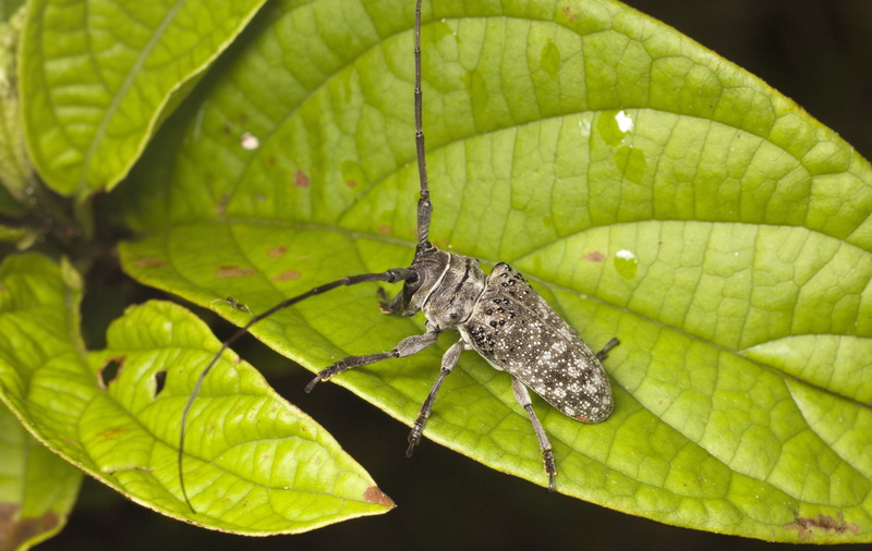 hd, closeup, stink, shield, bug, animals, art, x, photography, insects, 4K, bugs, nature, close-up, macro