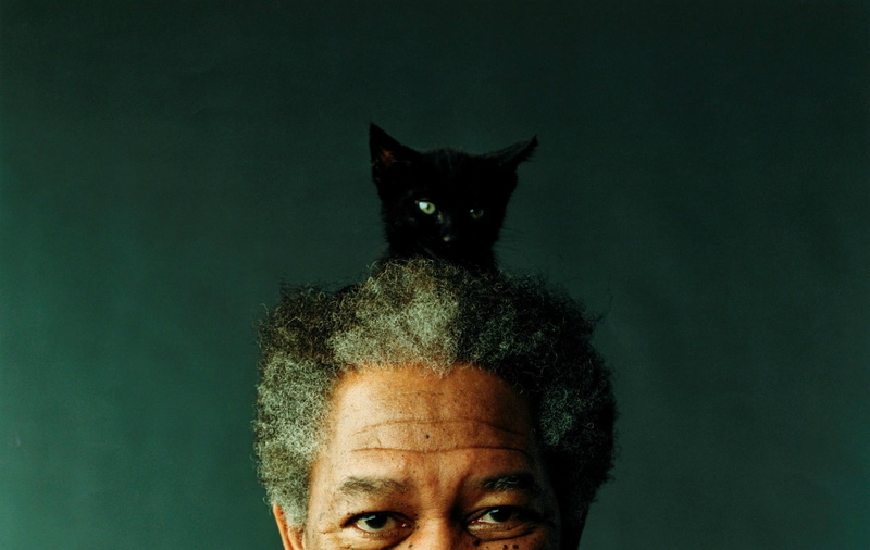 freeman, 1080P, actors, people, art, hd, x, morgan, cats