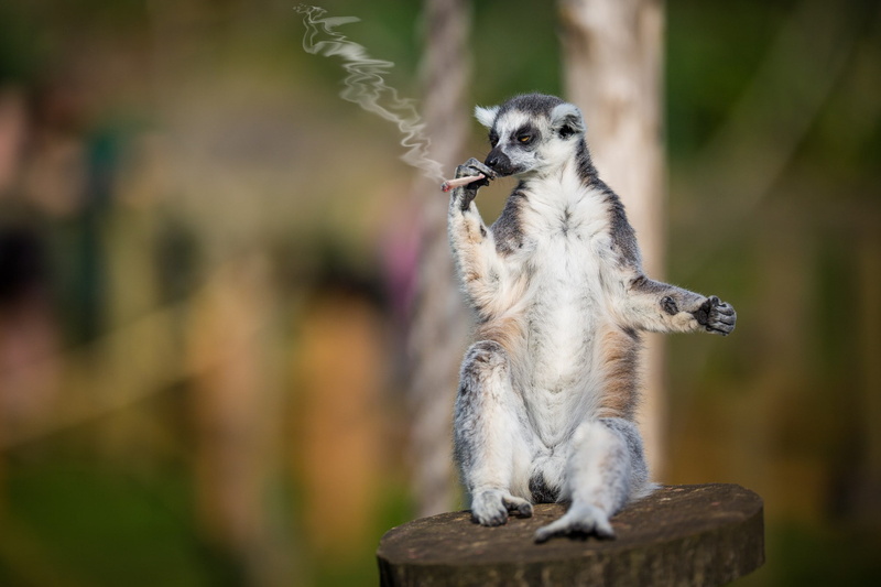 smoker, hand-rolled cigarette, 1080P, lemur