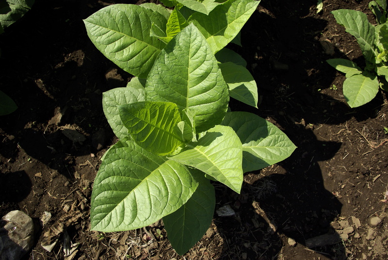 4K, smoker, plant part, field, growth, freshness, close-up, green color, no people, pure, day, high angle view, leaves, beauty in nature, tranquility