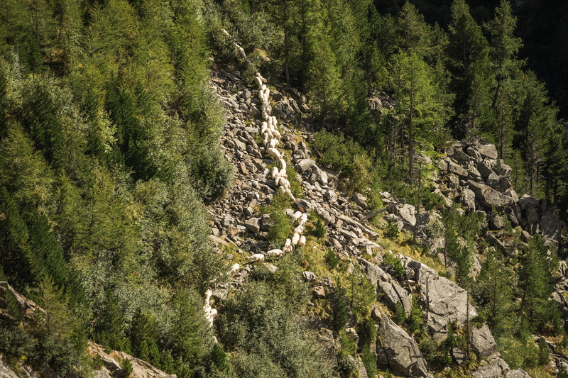 forest, landscape, plant, animal wildlife, sheeps, scenics - nature, rocks, tranquility, green, beauty in nature, Austrian, scenics, nature, Flock, no People