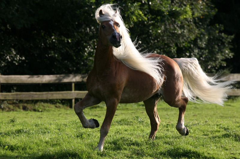 animals, brown, 1080P, austria, horses, haflinger, austrian horse, horse