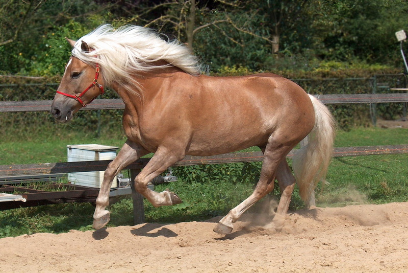horses, horse, 1080P, austrian horse, animals, white, haflinger, brown, haflinger horse