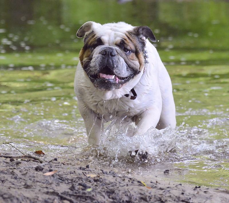 focus, english bulldog, focus on foreground, domestic animals, day, water, bulldog, loyalty, expensive, attention, canine, photo, nature, animal, portrait