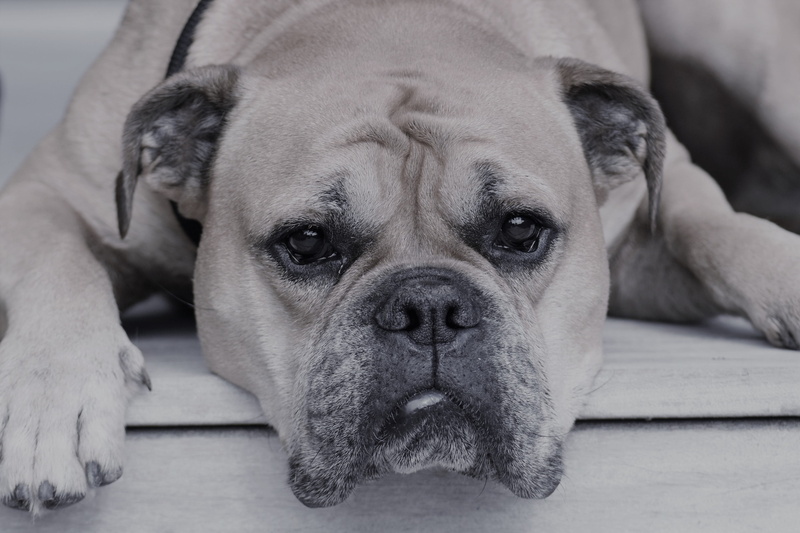 bulldog, portrait, looking at camera, one Animal, Dog, lying down, resting, black and white, pets, cute, Animal, wrinkled, dog snout, domestic, eyes, head