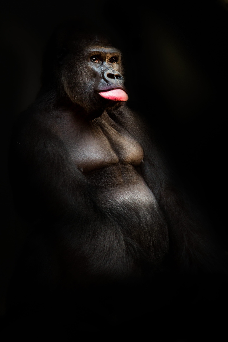 ape, close-up, black background, monkey, animal, animal body part, no people, primate, animal mouth, studio shot, animals in the wild, mouth open, gorilla