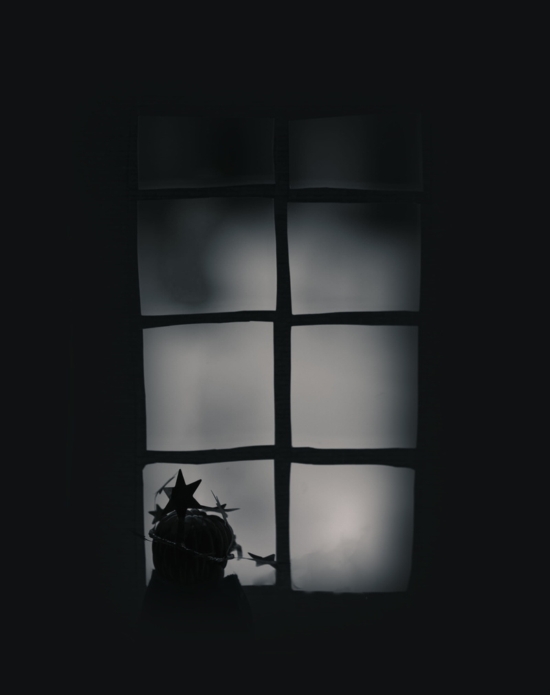 mood, vertebrate, 4K, star, indoors, looking, sitting, window, domestic animals, architecture, day, animal wildlife, nostalgic, copy space, animal, dark