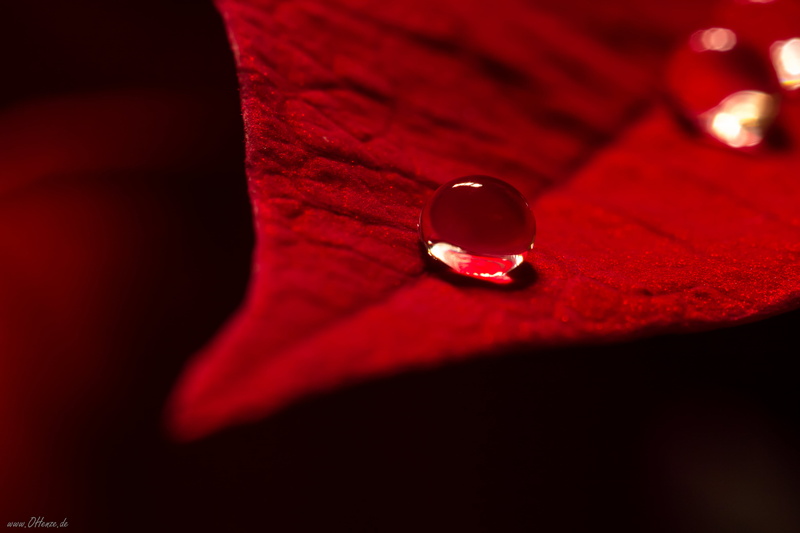 blätter, mm, photography, abstract, Canon, creative  commons, stern, drop, cc, selective focus, nature, klein, Makro, water, Eos, focus, backgrounds, 2013 edition