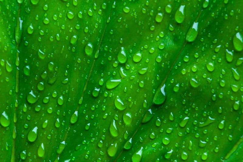 growth, micro, backgrounds, raindrop, texture, flora, foliage, plant part, droplets, green Color, macro, abstract, photography, droplet, plant, water, wet